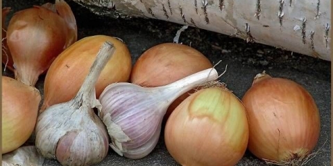 Kada kopati beli i crni luk